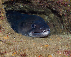 Conger marginatus