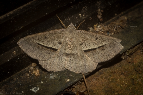 Delta Geometrid