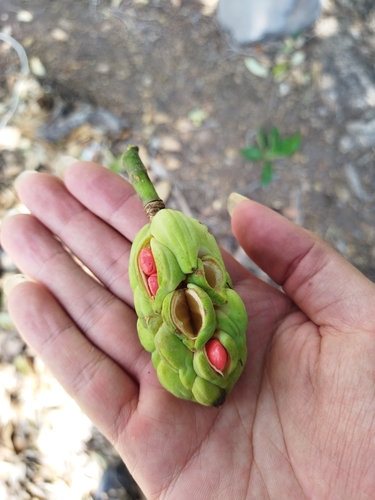 Magnolia pugana, photograph 5