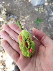Magnolia pugana