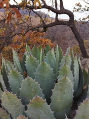 Agave guadalajarana