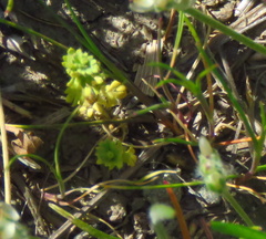 Alchemilla occidentalis