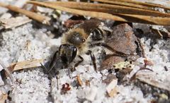 Andrena bradleyi