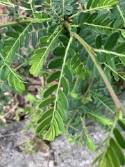 Phyllanthus emblica