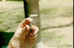 Aspidoscelis sonorae