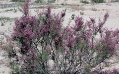 Tamarix gracilis