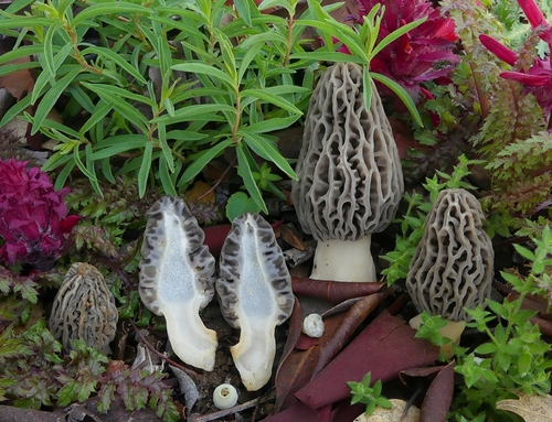 Mountain Blond Morel