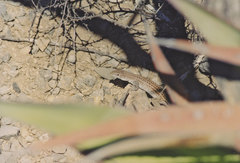 Aspidoscelis exsanguis