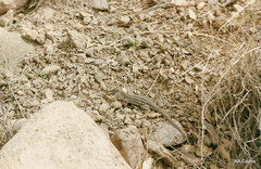 Aspidoscelis exsanguis