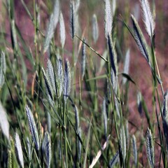 Agropyron desertorum