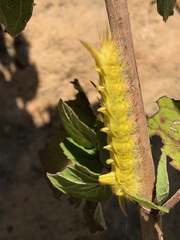 Apatelodidae