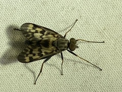 Rhagio punctipennis