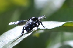 Thyreus lugubris