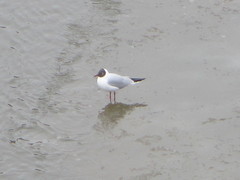 Chroicocephalus ridibundus