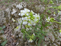 Arabis patens