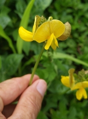 Arachis duranensis