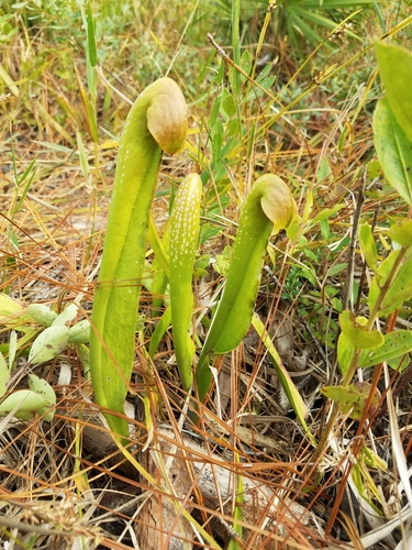 Sarracenia minor