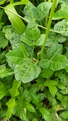 Arachis duranensis