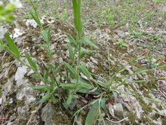 Arabis patens