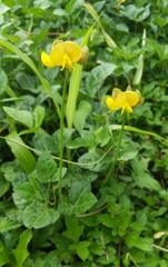 Arachis duranensis