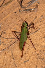 Terpandrus jimiramira