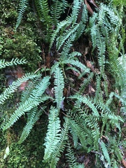 Monachosorum maximowiczii