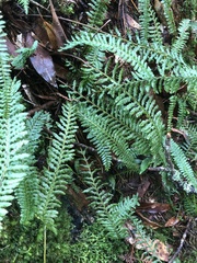 Monachosorum maximowiczii