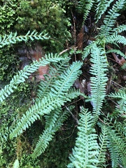 Monachosorum maximowiczii