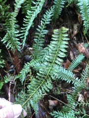 Monachosorum maximowiczii