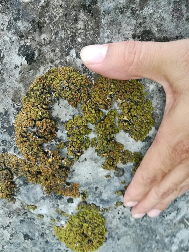 Xanthopsorella texana image