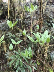 Viburnum urceolatum
