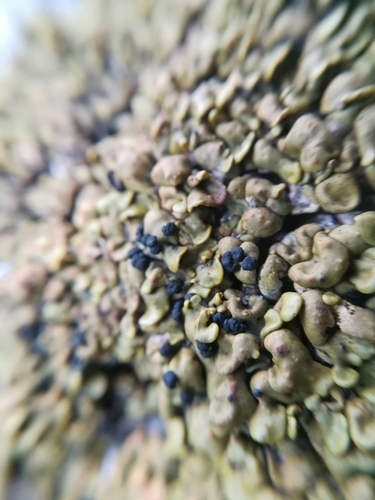 Xanthopsorella texana image
