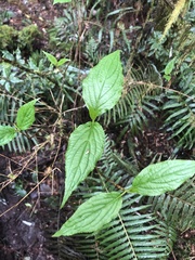 Viburnum urceolatum