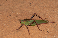 Terpandrus jimiramira