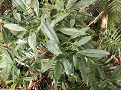 Symplocos wikstroemiifolia