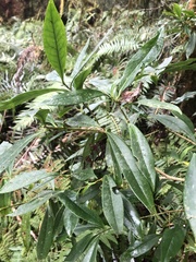 Symplocos wikstroemiifolia