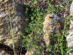 Monardella purpurea