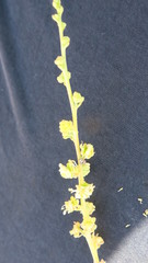 Ochradenus aucheri