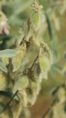 Tephrosia nubica
