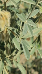 Tephrosia nubica