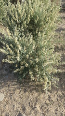 Tephrosia nubica