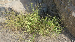Physorhynchus chamaerapistrum