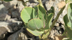 Physorhynchus chamaerapistrum
