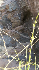 Physorhynchus chamaerapistrum