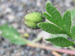 Papaver mcconnellii
