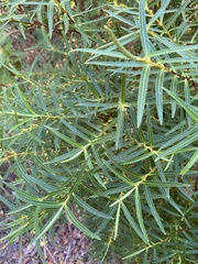 Veronica strictissima