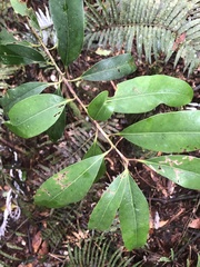 Ilex tugitakayamensis