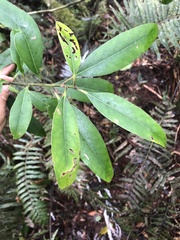Ilex tugitakayamensis