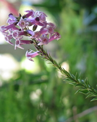 Freylinia densiflora