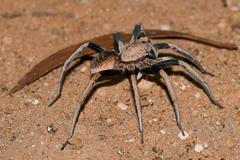 Hoggicosa